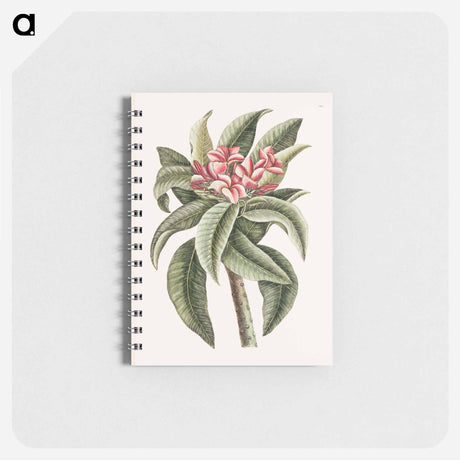 アートメモ帳-Plumeria
 - マーク ケイツビー Memo.