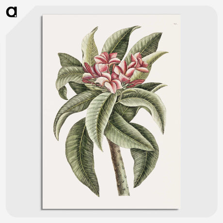 1-30_Mark-Catesby_picture-crop