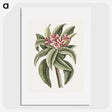1-30_Mark-Catesby_picture
