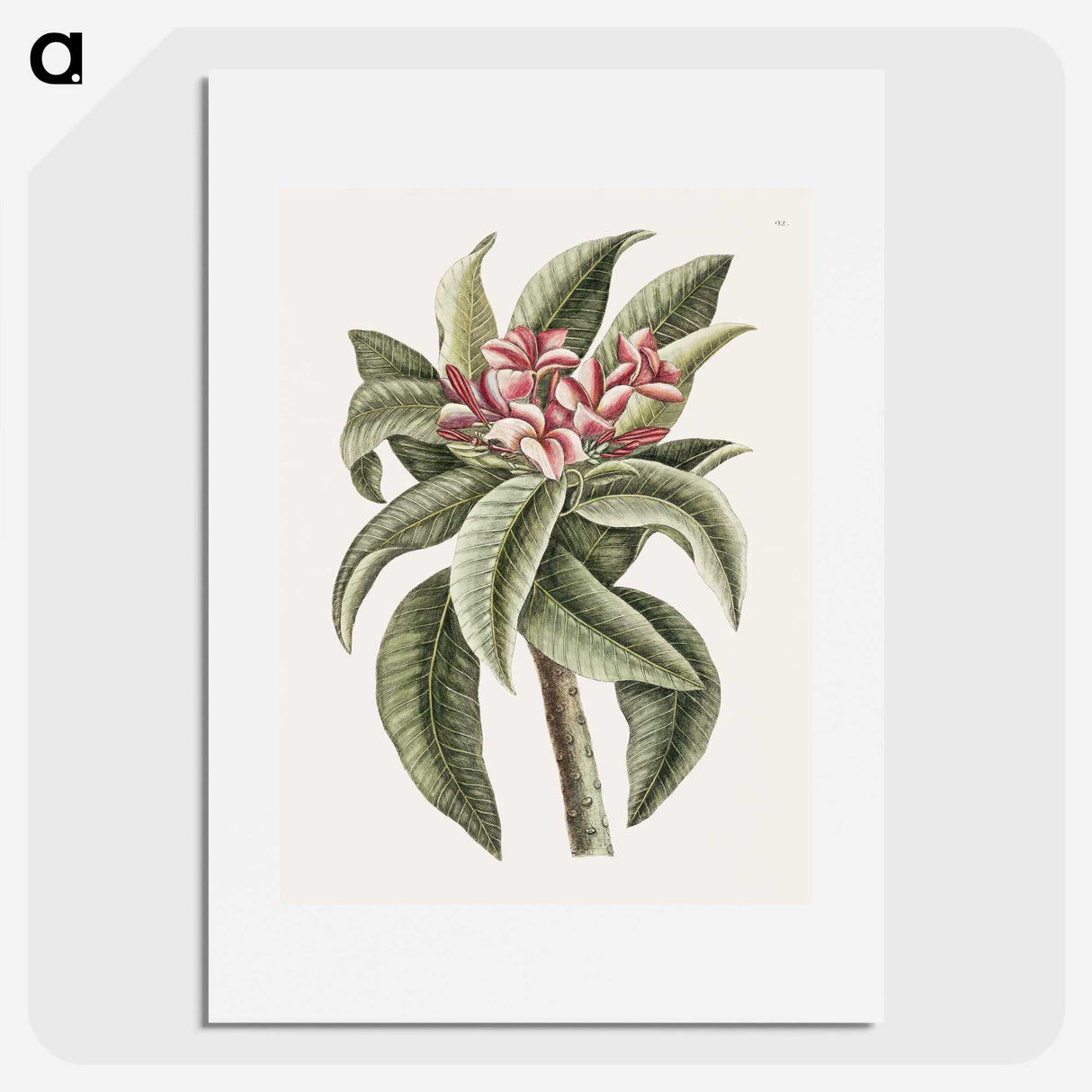 1-30_Mark-Catesby_picture