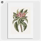 1-30_Mark-Catesby_picture