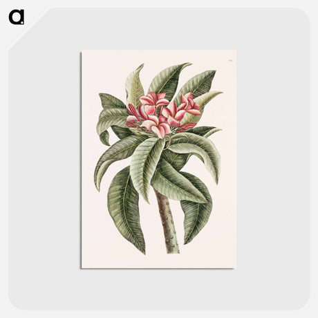 アートポストカード-Plumeria
 - マーク ケイツビー Postcard.