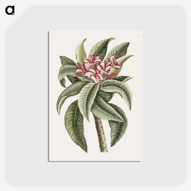 1-30_Mark-Catesby_postcard