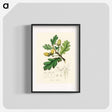 アートポスター-Quercus robur Illustration
 - 薬用植物学 Poster.
