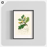 アートポスター-Quercus robur Illustration
 - 薬用植物学 Poster.