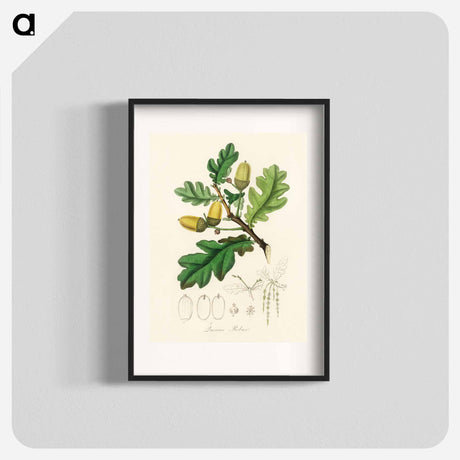 アートポスター-Quercus robur Illustration
 - 薬用植物学 Poster.