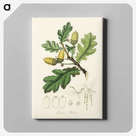 1-30_Medical-Botany_canvas