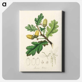 アートパネル-Quercus robur Illustration
 - 薬用植物学 Canvas.