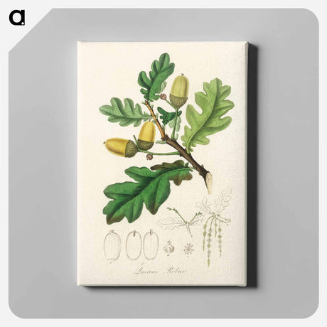 アートパネル-Quercus robur Illustration
 - 薬用植物学 Canvas.