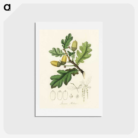 1-30_Medical-Botany_hagaki
