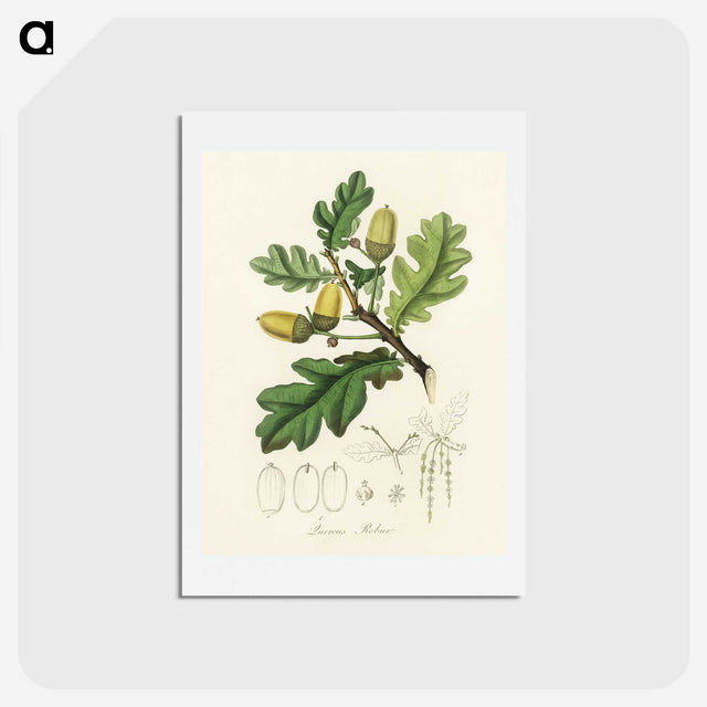 1-30_Medical-Botany_hagaki