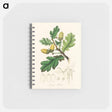 アートメモ帳-Quercus robur Illustration
 - 薬用植物学 Memo.