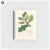 アートメモ帳-Quercus robur Illustration
 - 薬用植物学 Memo.