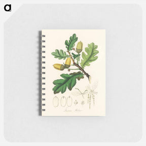 アートメモ帳-Quercus robur Illustration
 - 薬用植物学 Memo.