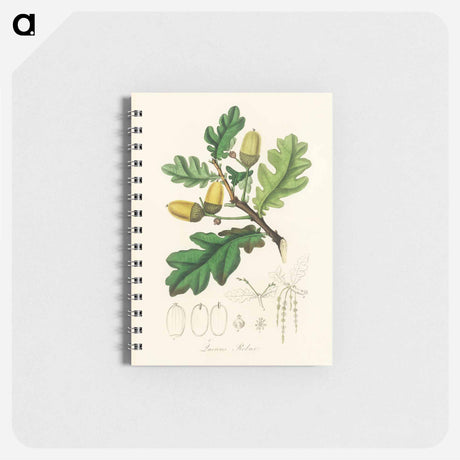 アートメモ帳-Quercus robur Illustration
 - 薬用植物学 Memo.