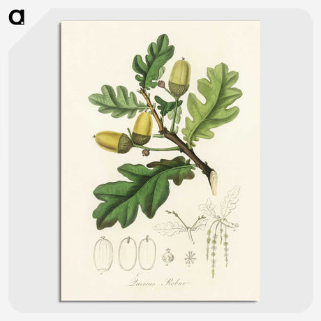 1-30_Medical-Botany_picture-crop