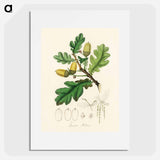 アートポスター-Quercus robur Illustration
 - 薬用植物学 Poster.