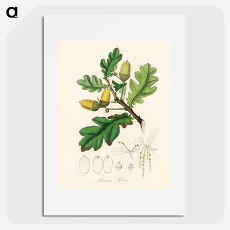 アートポスター-Quercus robur Illustration
 - 薬用植物学 Poster.