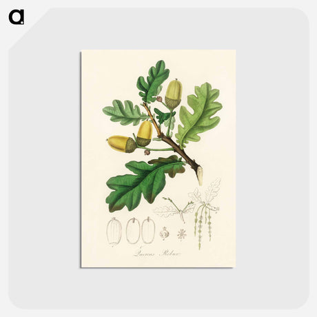 アートポストカード-Quercus robur Illustration
 - 薬用植物学 Postcard.