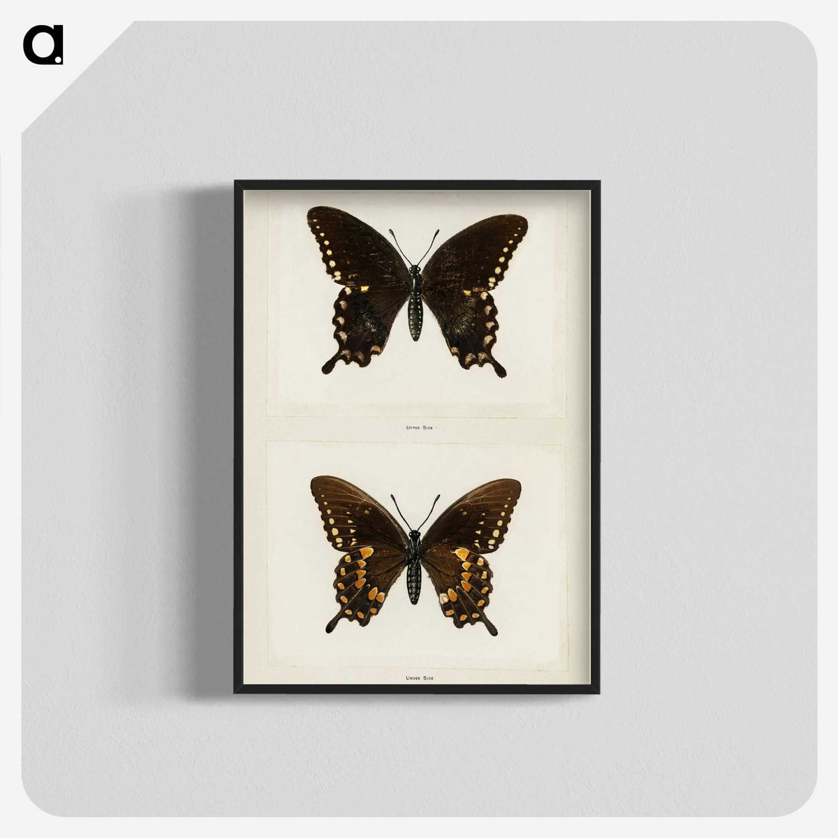 1-30_Moths-and-Butterflies-of-the-United-States_blk-crop