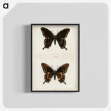 1-30_Moths-and-Butterflies-of-the-United-States_blk-crop