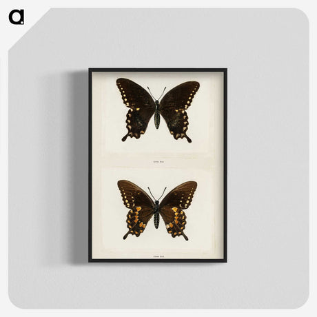 1-30_Moths-and-Butterflies-of-the-United-States_blk-crop
