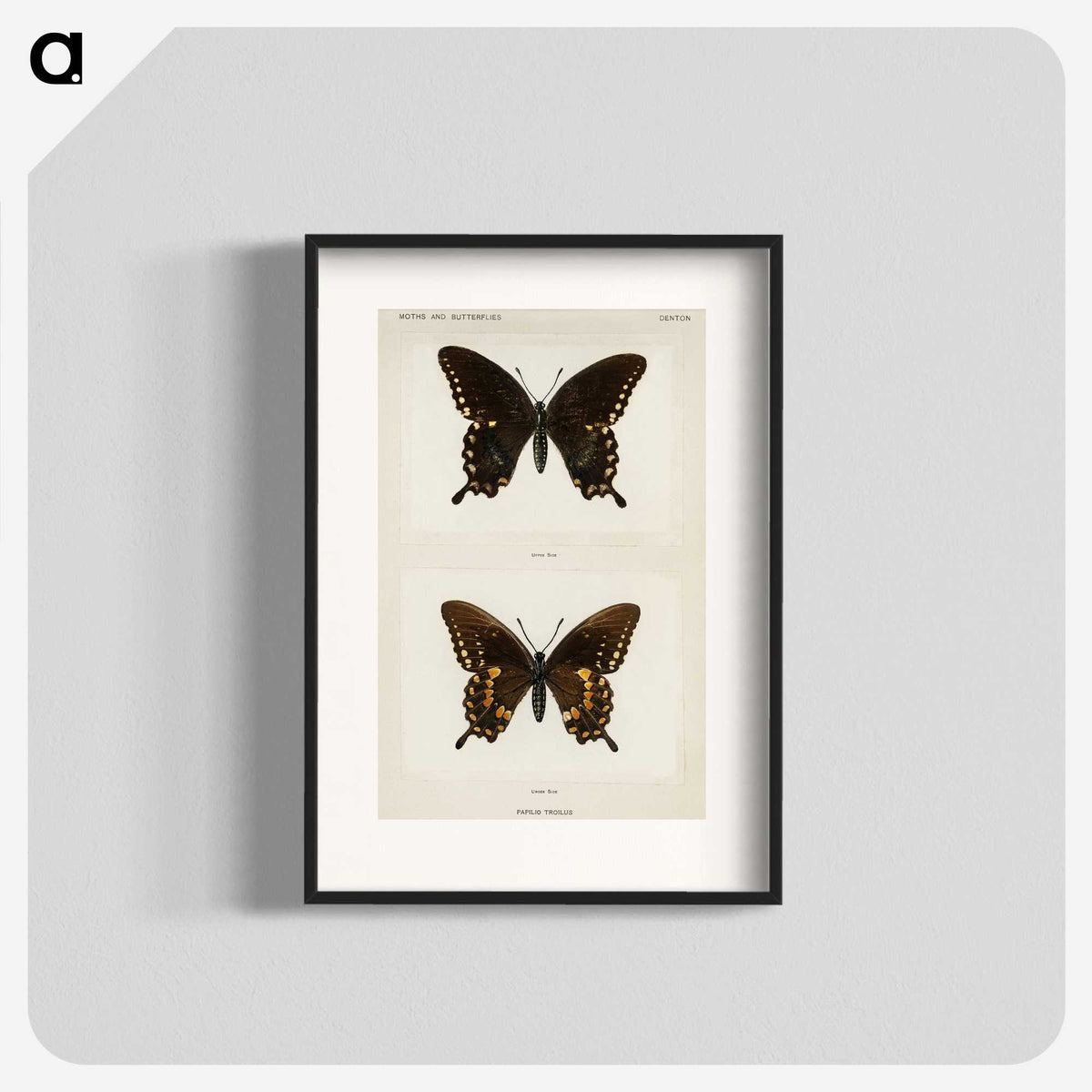 1-30_Moths-and-Butterflies-of-the-United-States_blk