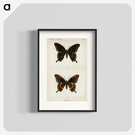 1-30_Moths-and-Butterflies-of-the-United-States_blk