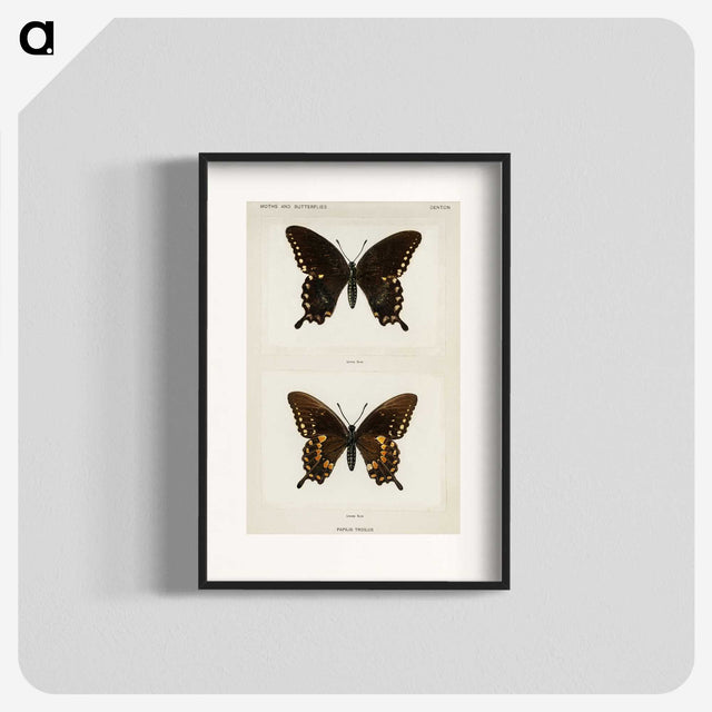 1-30_Moths-and-Butterflies-of-the-United-States_blk