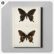 1-30_Moths-and-Butterflies-of-the-United-States_canvas