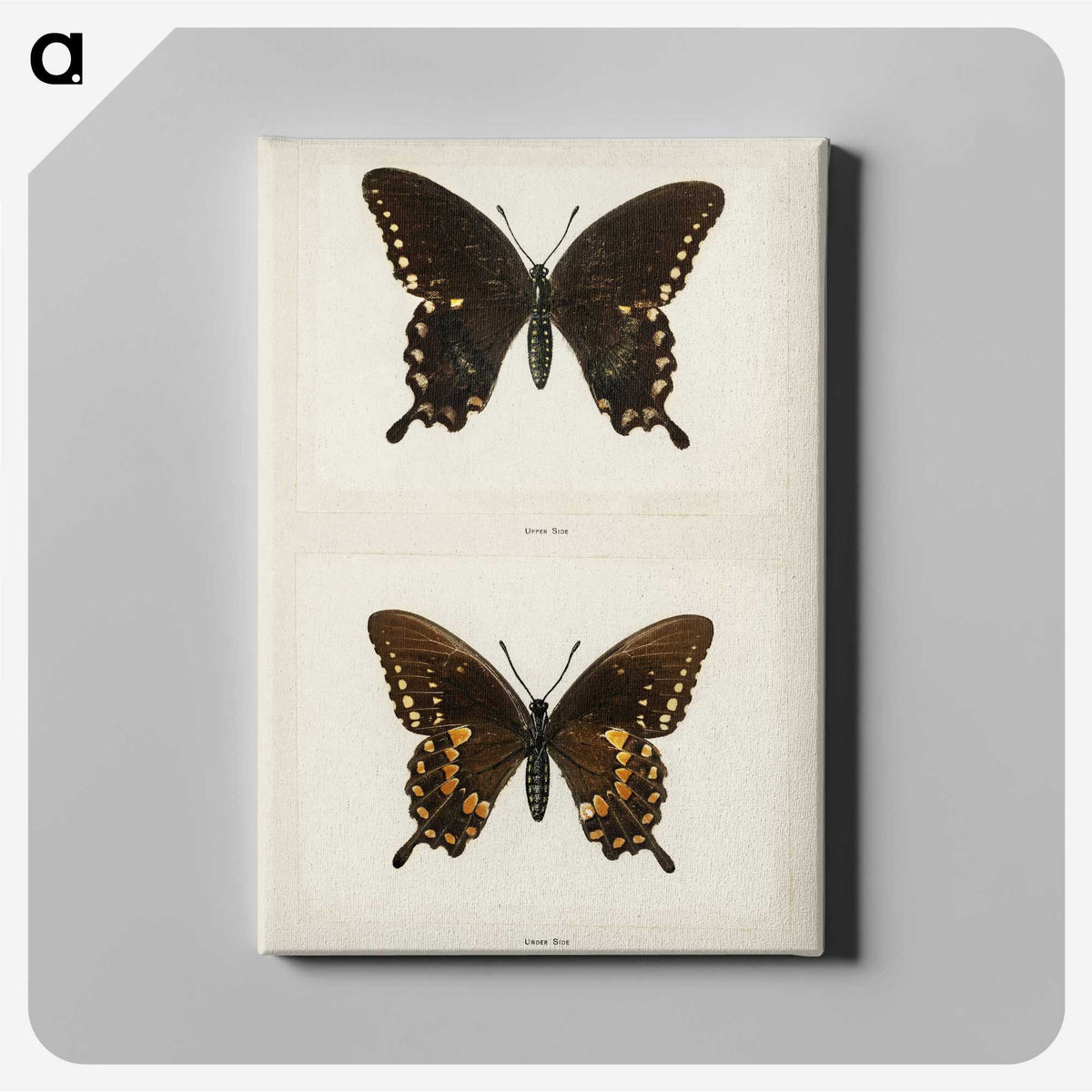 1-30_Moths-and-Butterflies-of-the-United-States_canvas