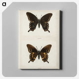1-30_Moths-and-Butterflies-of-the-United-States_canvas