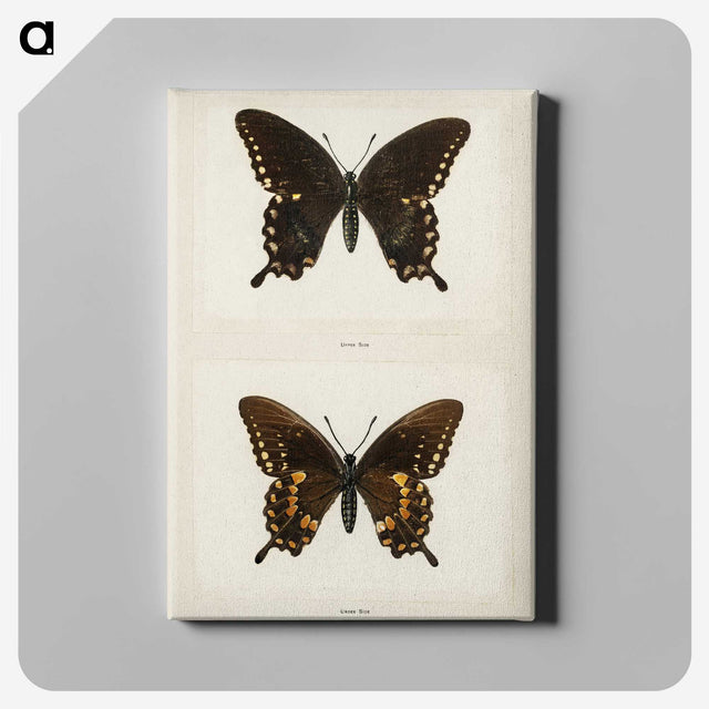 1-30_Moths-and-Butterflies-of-the-United-States_canvas