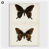 1-30_Moths-and-Butterflies-of-the-United-States_picture-crop