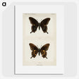 1-30_Moths-and-Butterflies-of-the-United-States_picture
