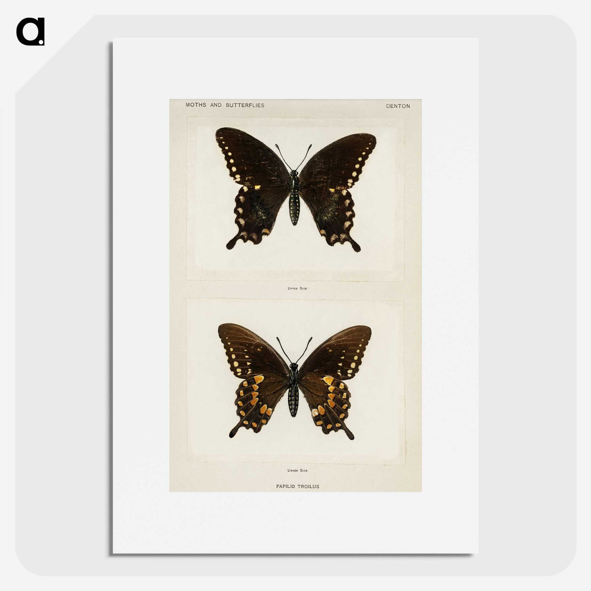 1-30_Moths-and-Butterflies-of-the-United-States_picture