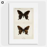 1-30_Moths-and-Butterflies-of-the-United-States_picture