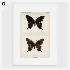 1-30_Moths-and-Butterflies-of-the-United-States_picture