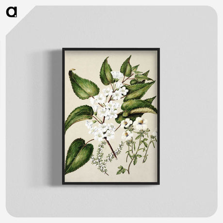 1-30_Native-Flowering-Plants-of-New-Zealand_blk-crop