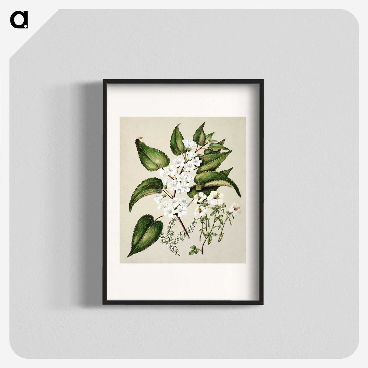 1-30_Native-Flowering-Plants-of-New-Zealand_blk