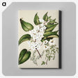 1-30_Native-Flowering-Plants-of-New-Zealand_canvas