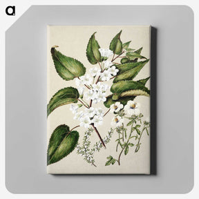1-30_Native-Flowering-Plants-of-New-Zealand_canvas