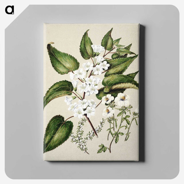 1-30_Native-Flowering-Plants-of-New-Zealand_canvas