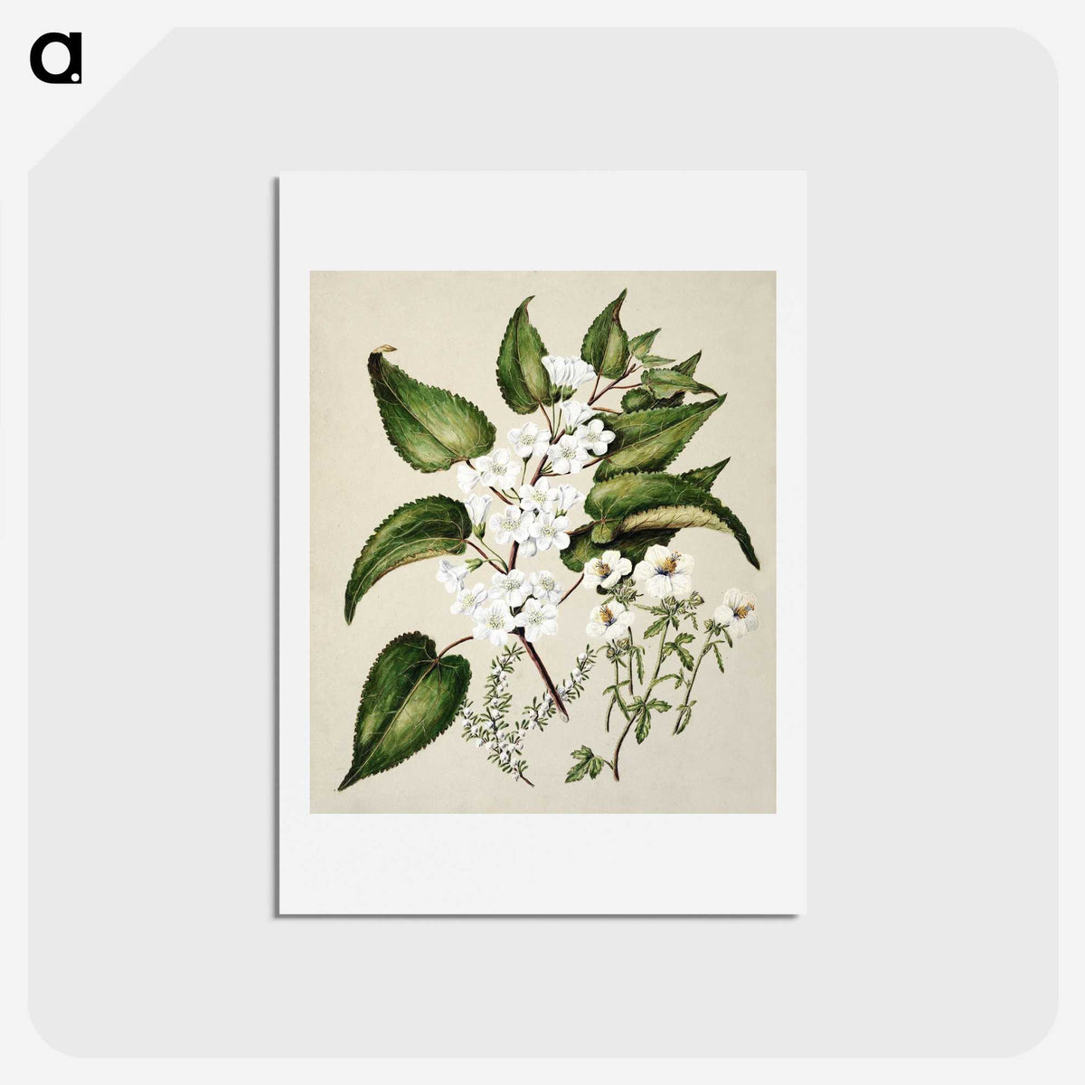 1-30_Native-Flowering-Plants-of-New-Zealand_hagaki
