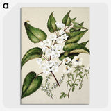 1-30_Native-Flowering-Plants-of-New-Zealand_picture-crop