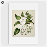 1-30_Native-Flowering-Plants-of-New-Zealand_picture