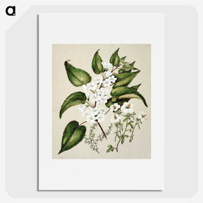1-30_Native-Flowering-Plants-of-New-Zealand_picture
