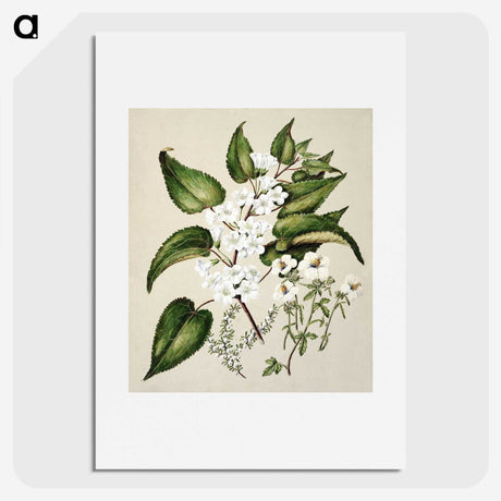 1-30_Native-Flowering-Plants-of-New-Zealand_picture