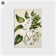 1-30_Native-Flowering-Plants-of-New-Zealand_postcard