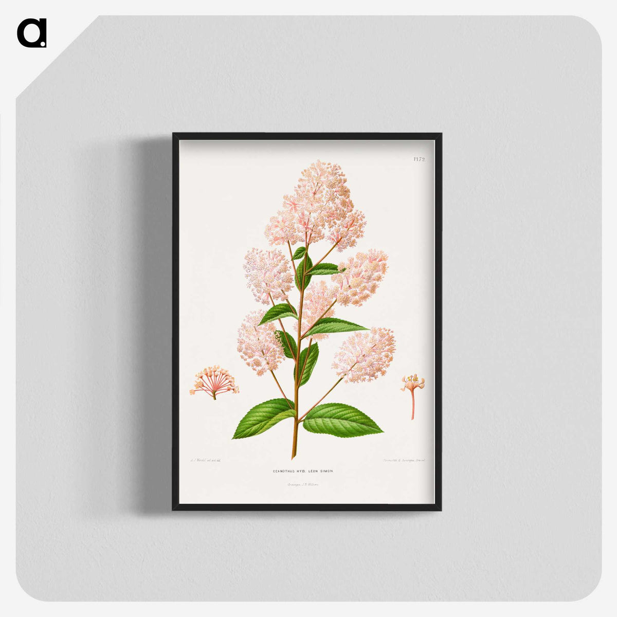 1-30_Nederlandsche-Flora-en-Pomona_blk-crop